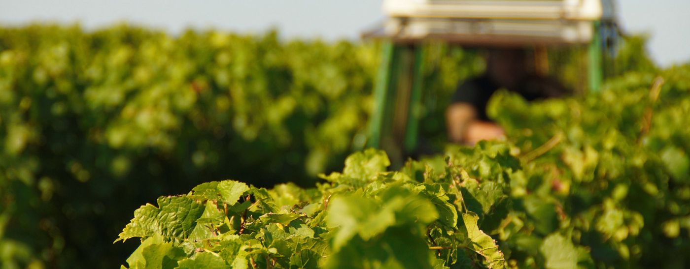 A fully automatic harvester drives through the vines in Rheinhessen, making harvesting work considerably easier