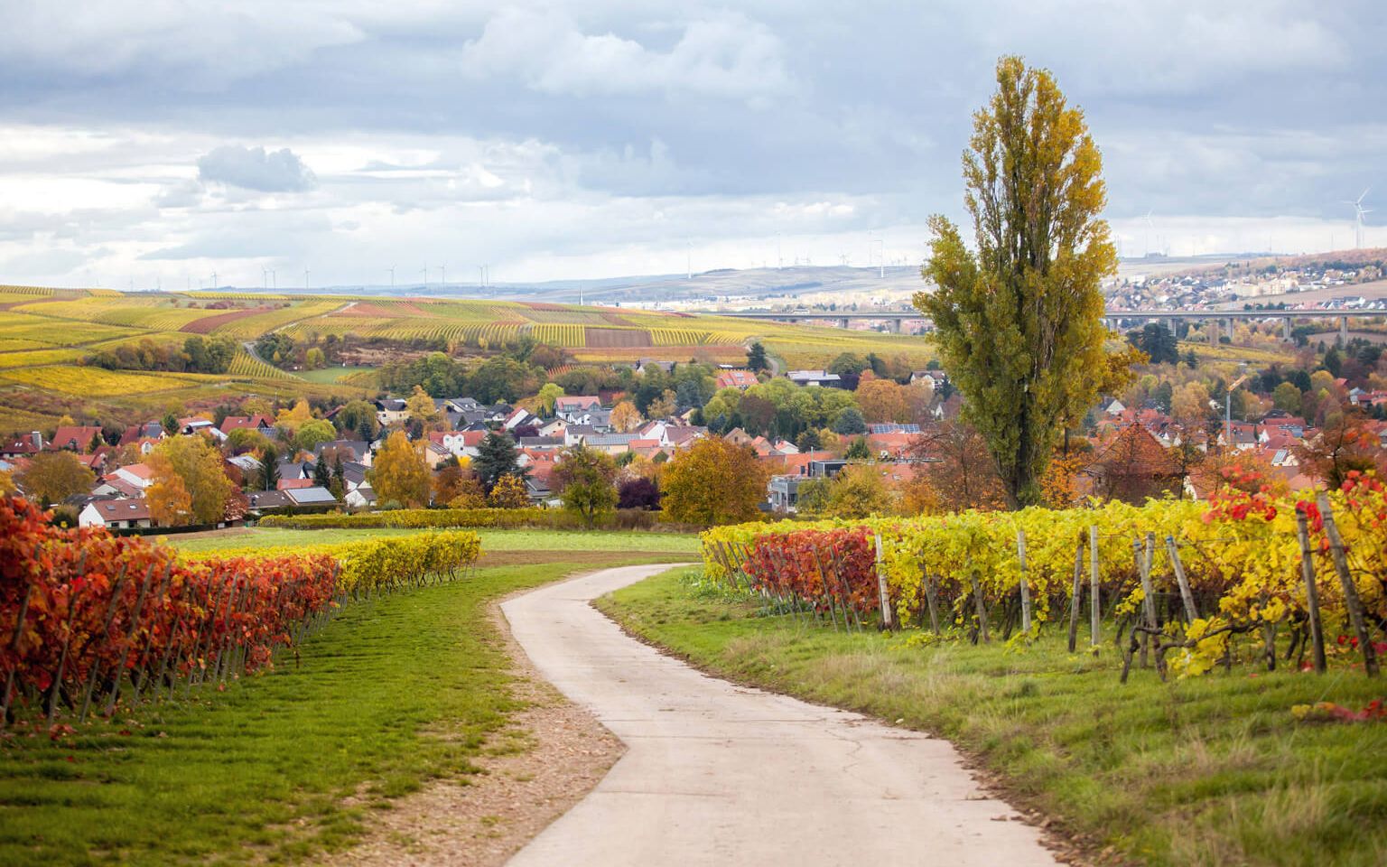 Blick auf das huegelige Alzeyer Land mit Weinstoecken in herbstlichen Farben