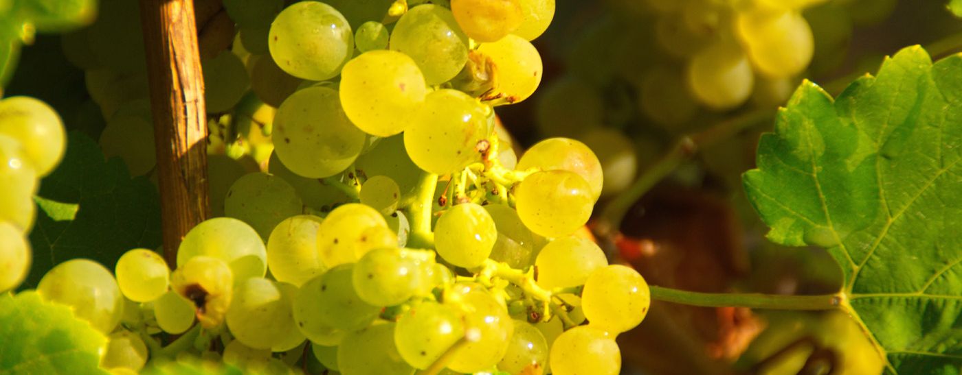 Lush, ripe grapes of the Riesling variety hang on the vine and await the grape harvest