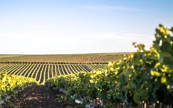 Sunny view of hilly Rheinhessen with vineyards in the vineyards of Alzey and the surrounding area