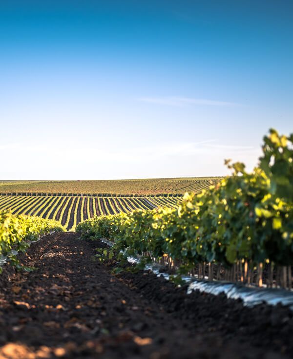 Genussvoll Rheinhessen entdecken