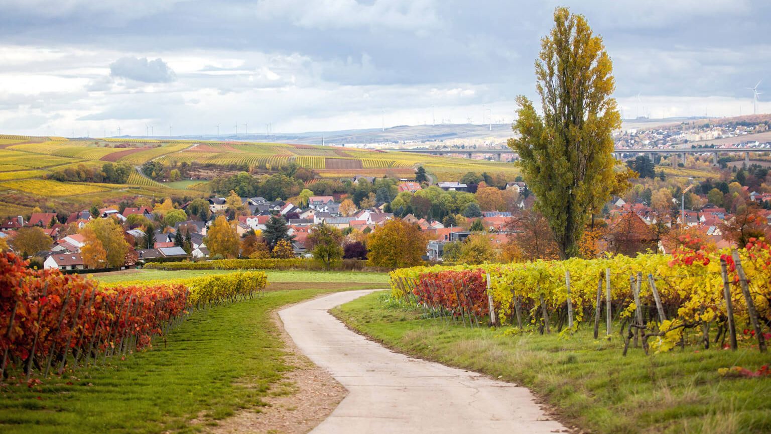 Blick auf das huegelige Alzeyer Land mit Weinstoecken in herbstlichen Farben