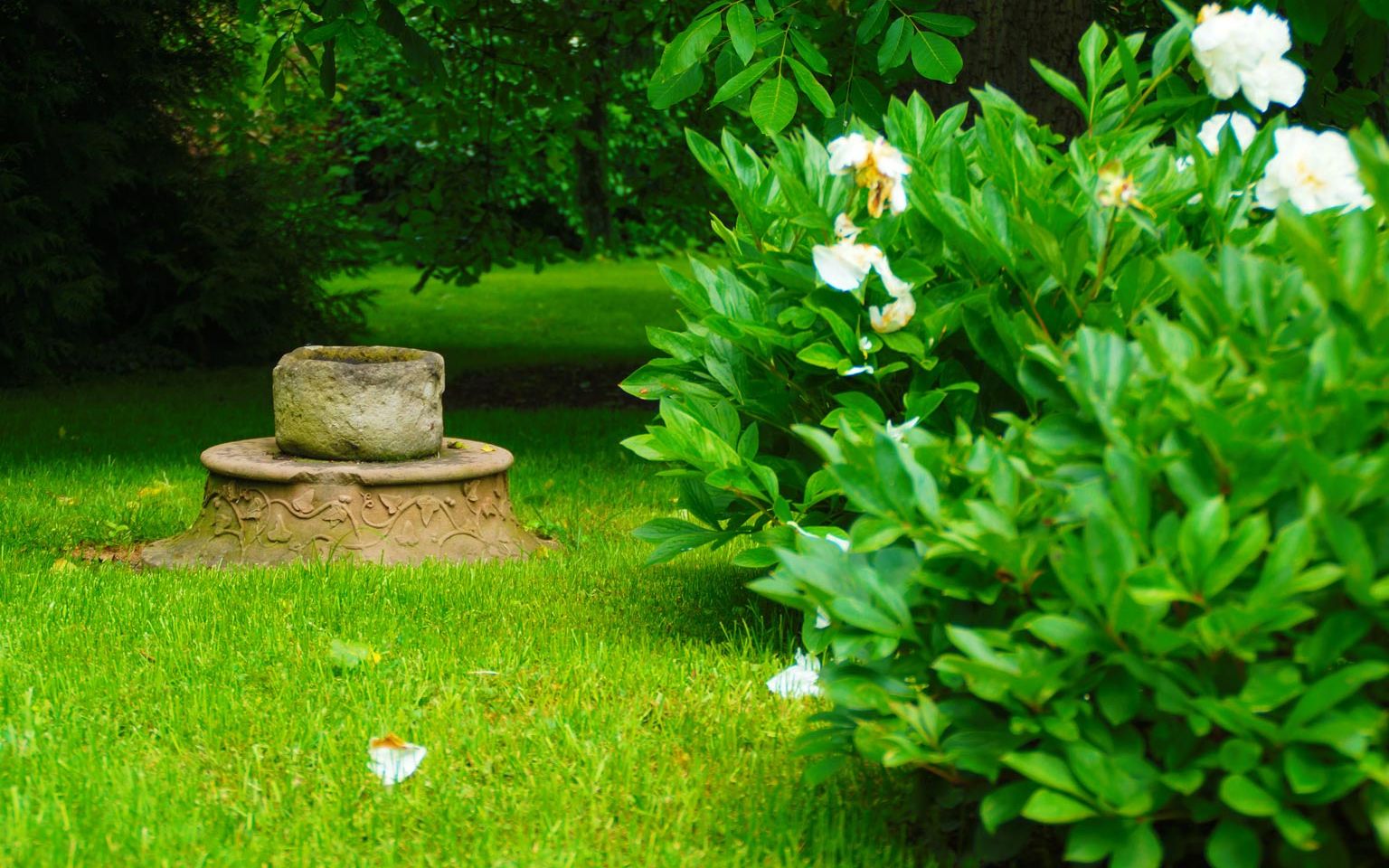 View of the old Kaisergarten a peony bush in the foreground and an old fountain in the meadow at the back