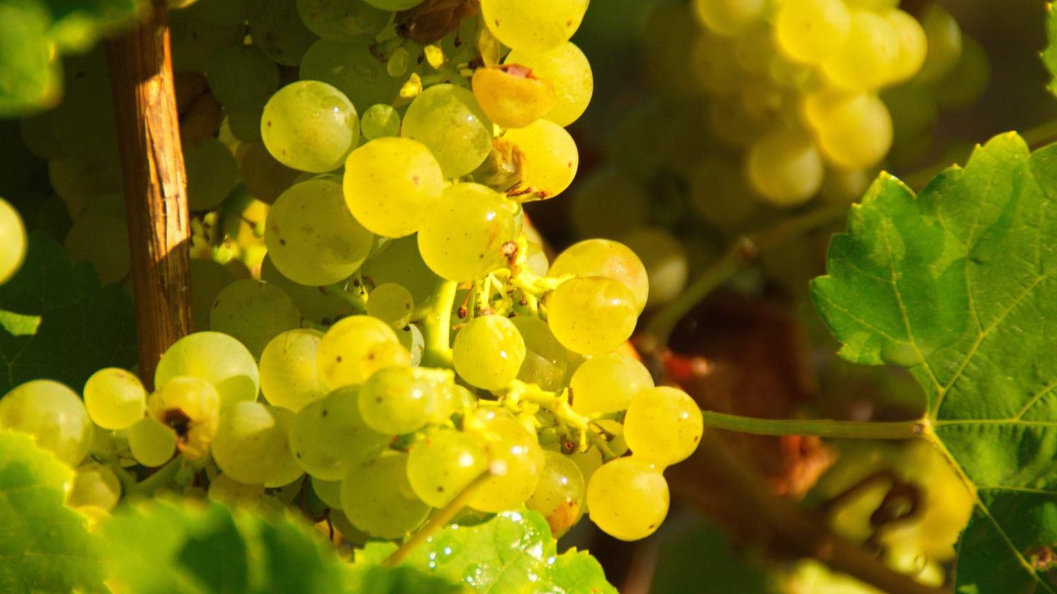 Ueppige reife Trauben der Sorte Riesling haengen am Rebstock und warten auf die Weinlese 
