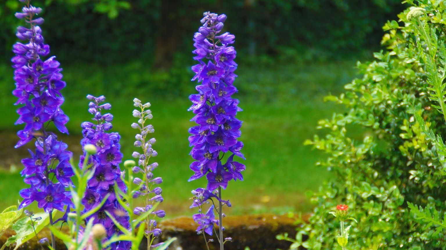 Delphinium and other flowers in the garden of the Gaestehaus Birkenhof in Alzey