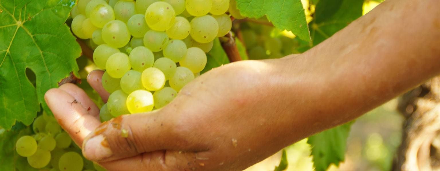 Photo taken during the grape harvest Riesling grapes are cut off by human hands with the winemaker´s appropriate scissors