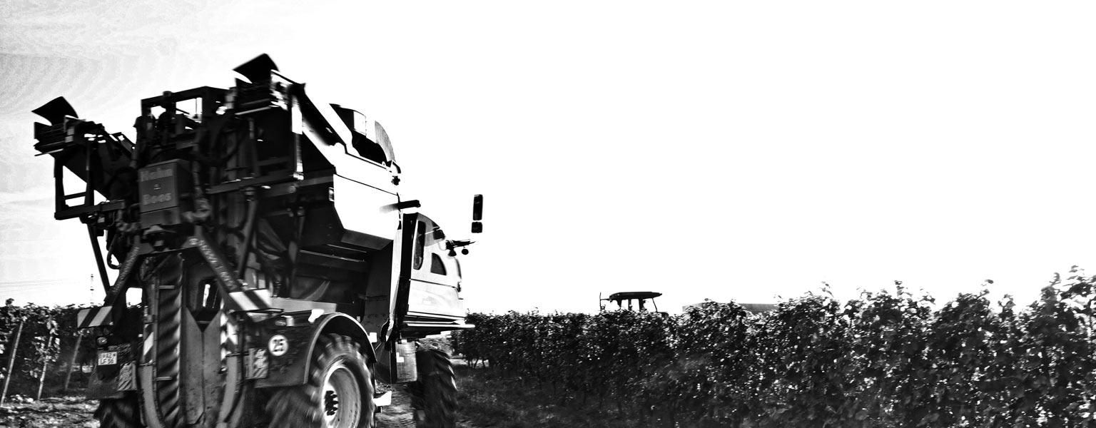 Photo in black and white: a mechanical harvester stands in front of the entrance to the vineyards in Rheinhessen to carry out the mechanical grape harvest