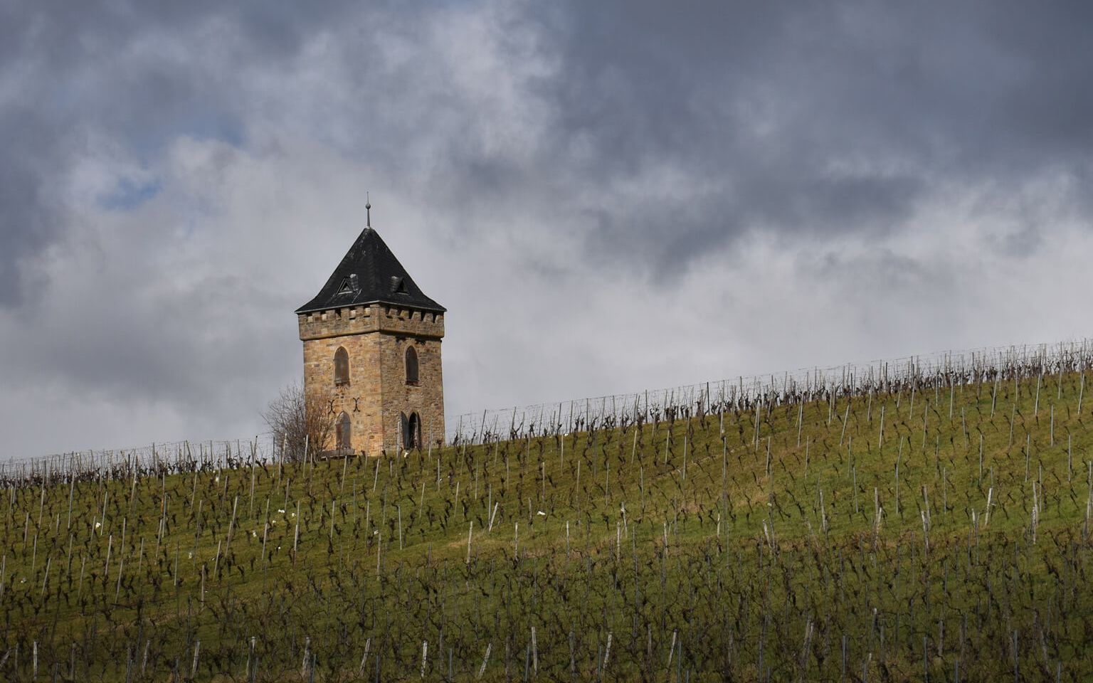 Blick auf den Schiefen Turm von Alzey mit Weinstoecken im Vordergrund