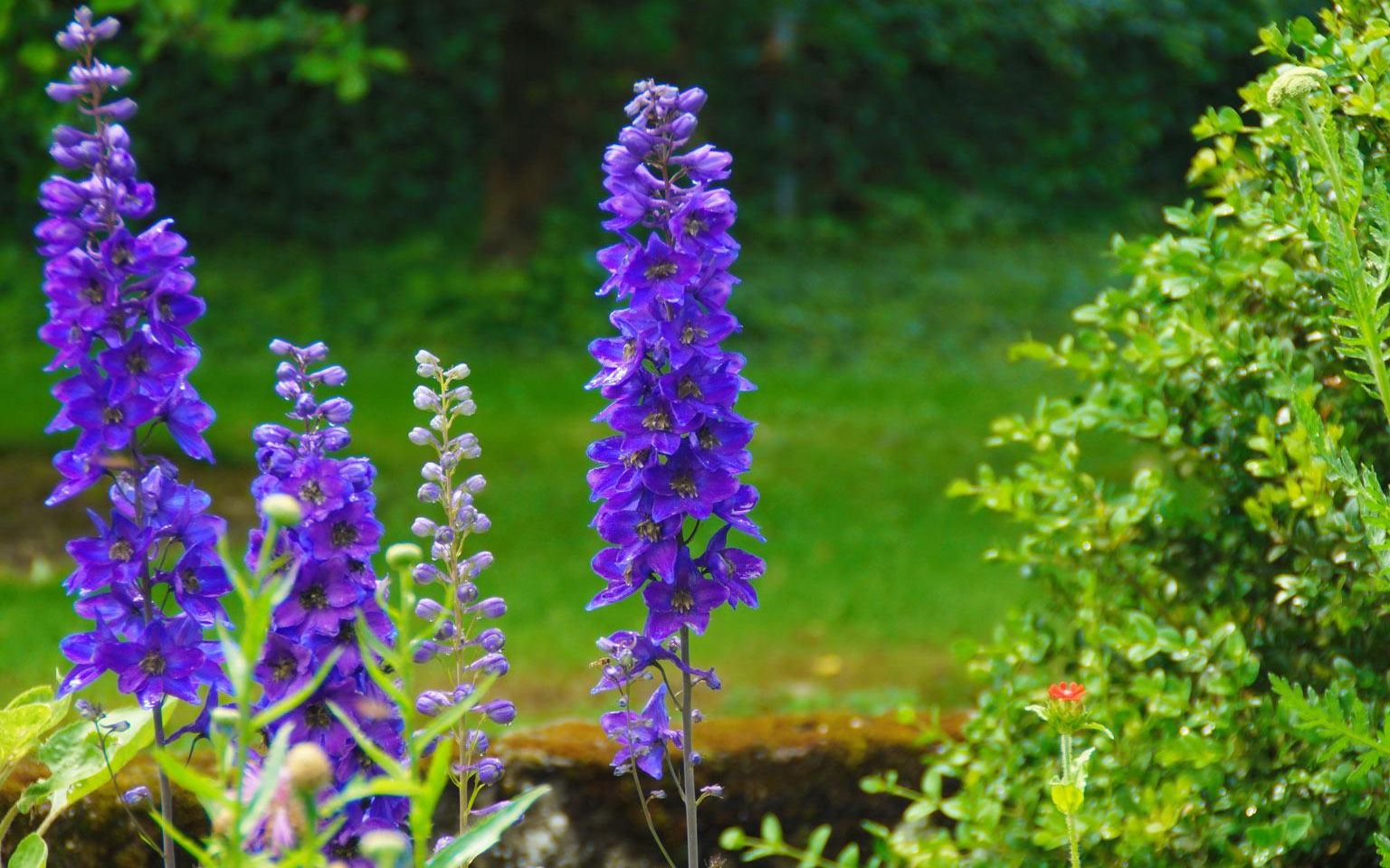 Rittersporn und andere Blumen im Garten des Gaestehauses Birkenhof Alzey