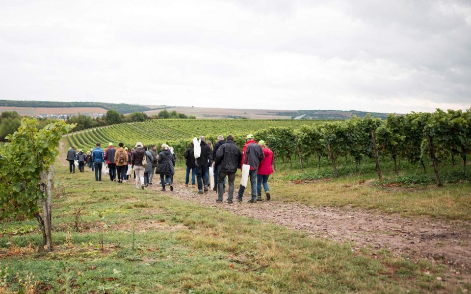 A group of people march through the nearby vineyards as part of a guided wine walk