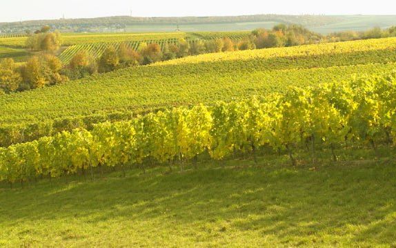 Huegelige Weinberg mit Weinstoecken im Uberfluss in Deutschlands groesstem Weinanbaugebiet in Rheinhessen